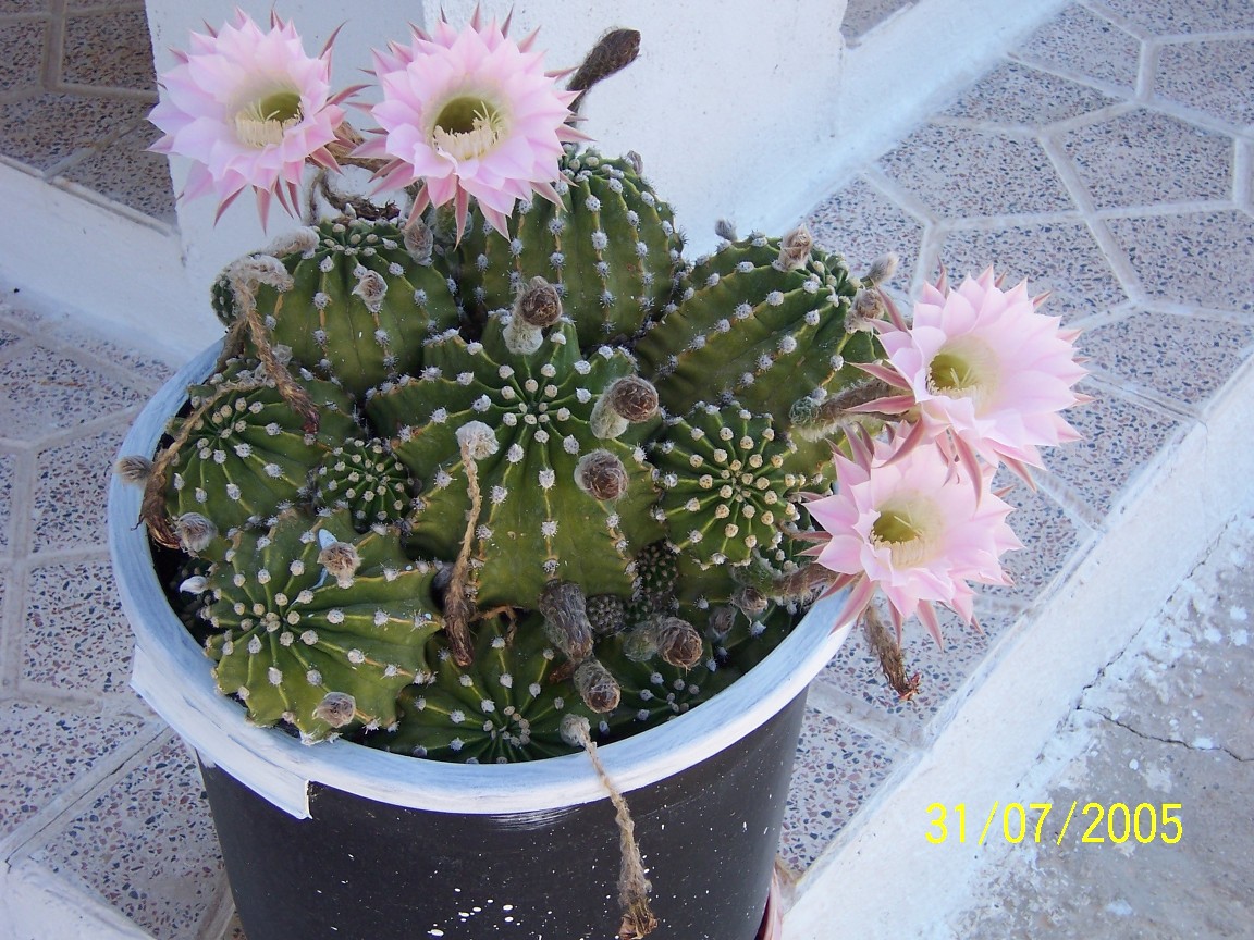 cactus%20y%20flor.jpg