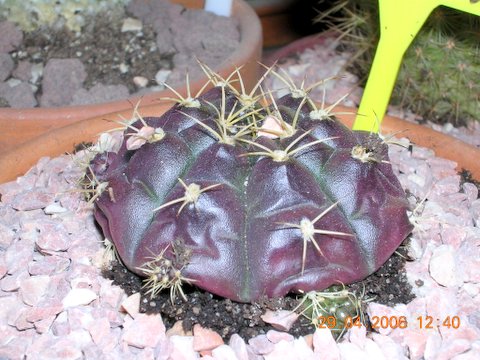 cactus%20y%20floraciones%20019.jpg