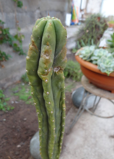 Cactus%25202.JPG