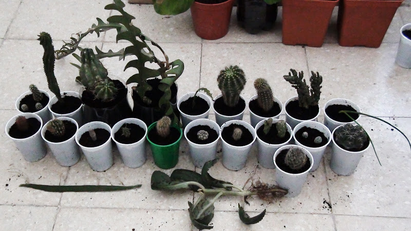 cactus%2520aquipi.jpg