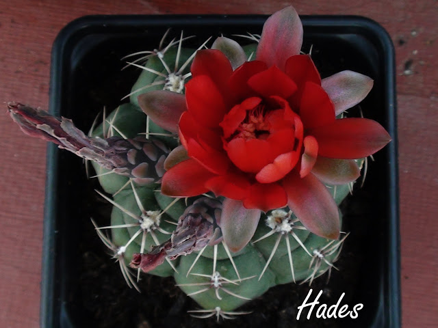 cactus%2520aquipi.jpg