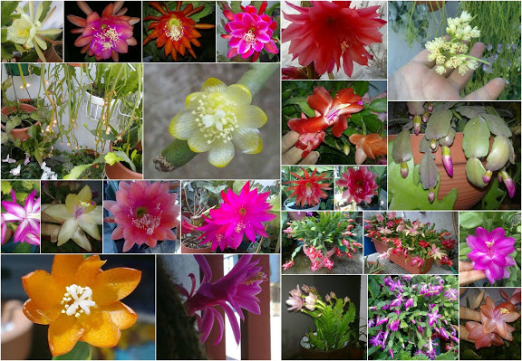 cactus%2520epifitos.jpg