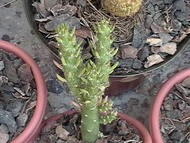 cactus 3.jpg