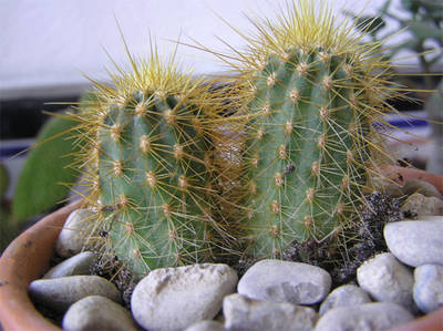 cactus-3.jpg