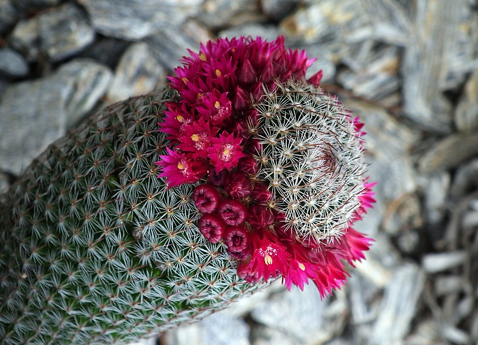 cactus-3467659_960_720.jpg