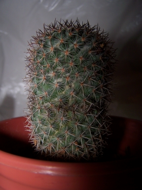 cactus%7E1.JPG