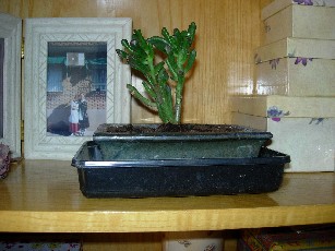 cactus%7E11.jpg