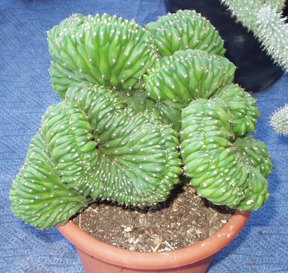 cactus%7E12.jpg