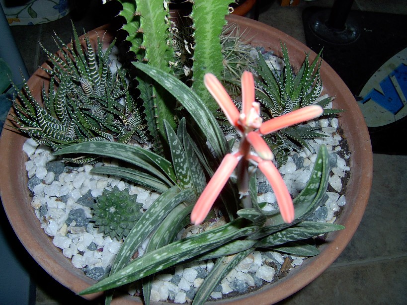 Cactus%7E2.jpg