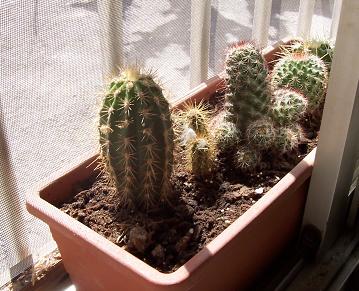 cactus%7E3.jpg