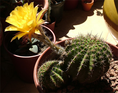 cactus%7E6.jpg