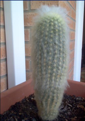 cactus%7E7.JPG
