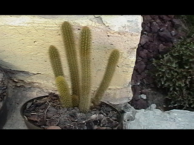 cactus 9.jpg