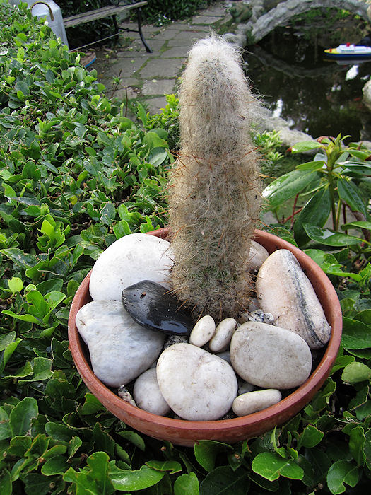 CACTUS+ABRIL+2011.jpg