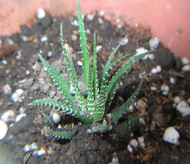 Cactus C2.JPG