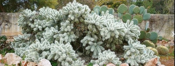 Cactus-de-Arizona-Cylindropunt_54427586558_51351706917_600_226.jpg