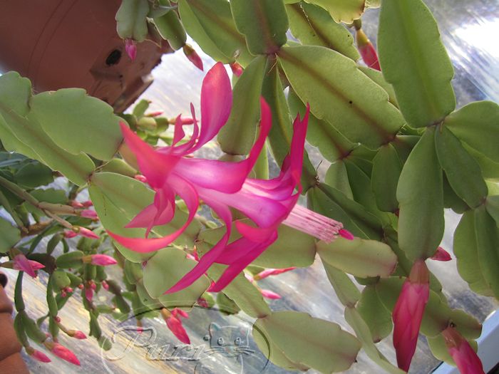 cactus+de+navidad.jpg