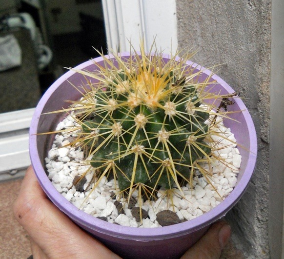 cactus-echinocactus-grusonii-asiento-de-suegra-m-12-D_NQ_NP_739120-MLA27148606652_042018-F.jpg