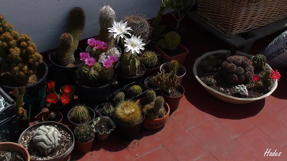 cactus+en+flor.jpg