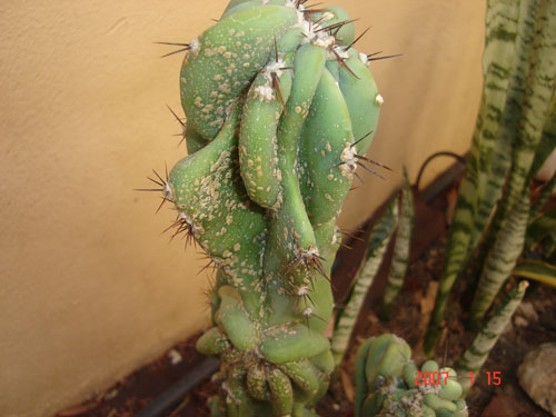 cactus enfermo II.jpg