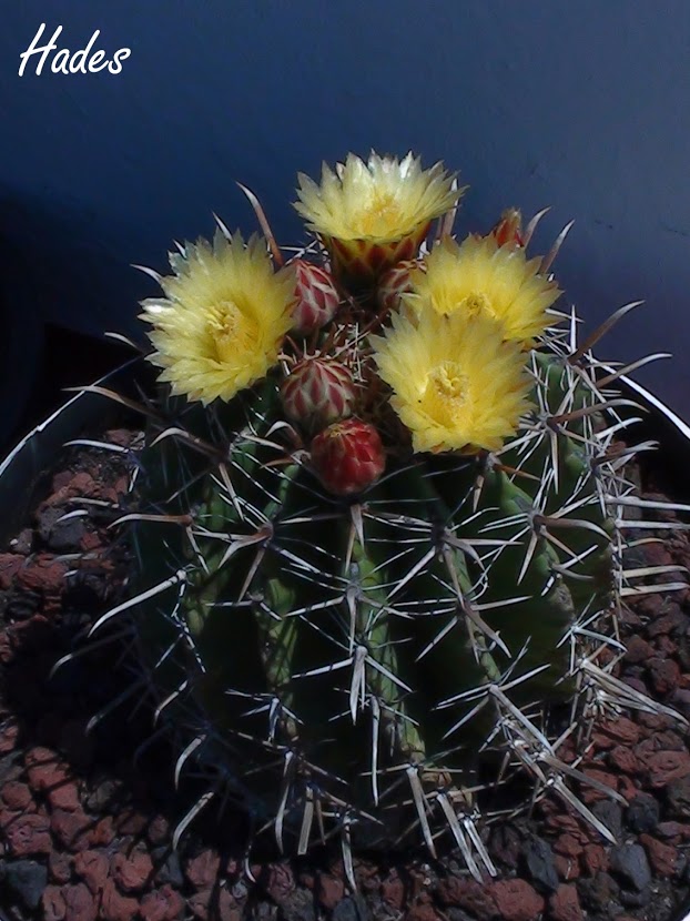 cactus+entero.jpg