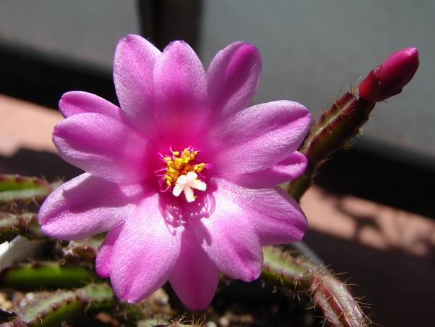 Cactus - flor.JPG
