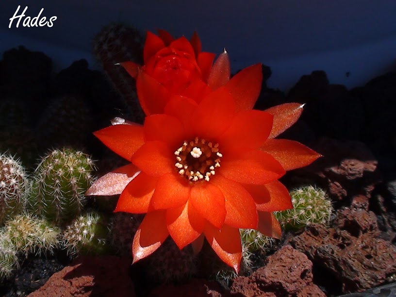 cactus+flor.jpg