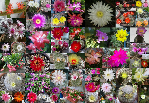 cactus-floraciones%25202012.jpg