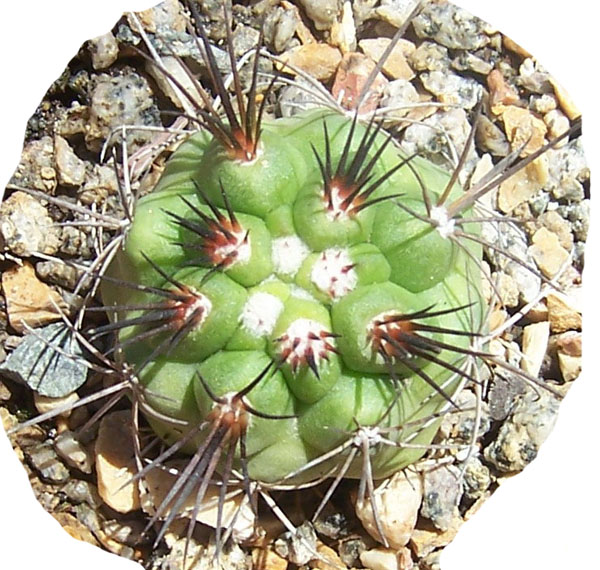 cactus-foro-1.jpg