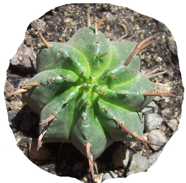 cactus-foro-2.jpg