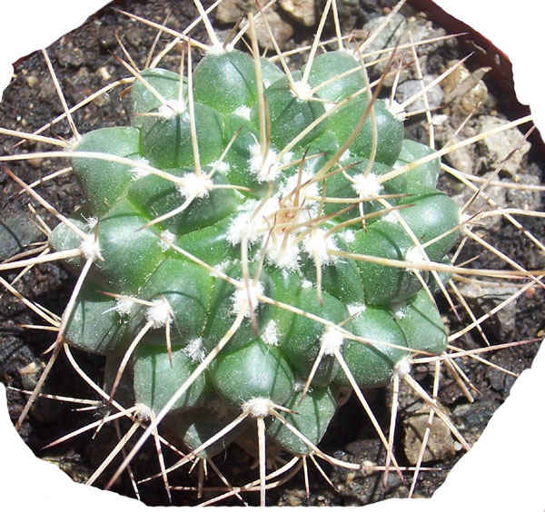 cactus-foro-3.jpg