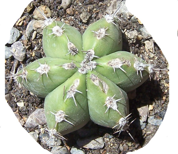 cactus-foro-4.jpg