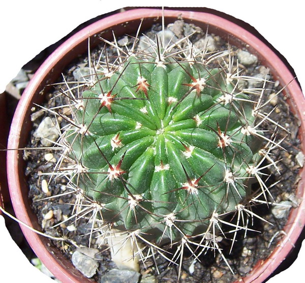 cactus-foro-5%7E0.jpg