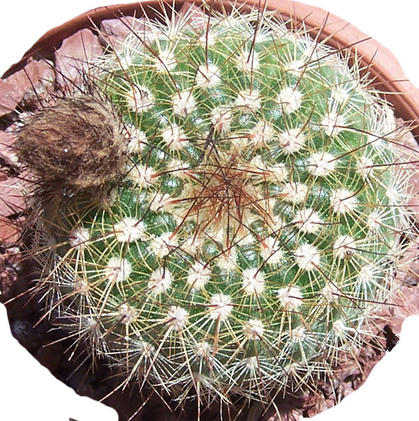 cactus-foro-6.jpg