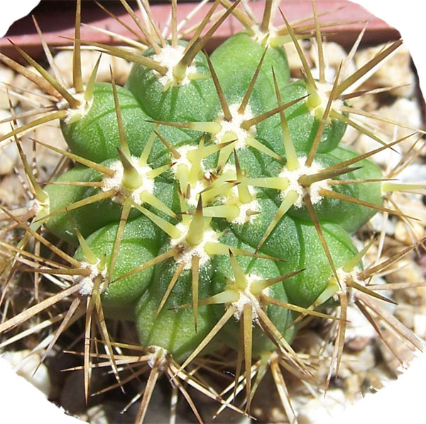 cactus-foro-7.jpg