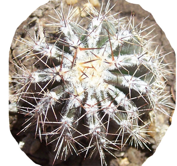 cactus-foro-8.jpg