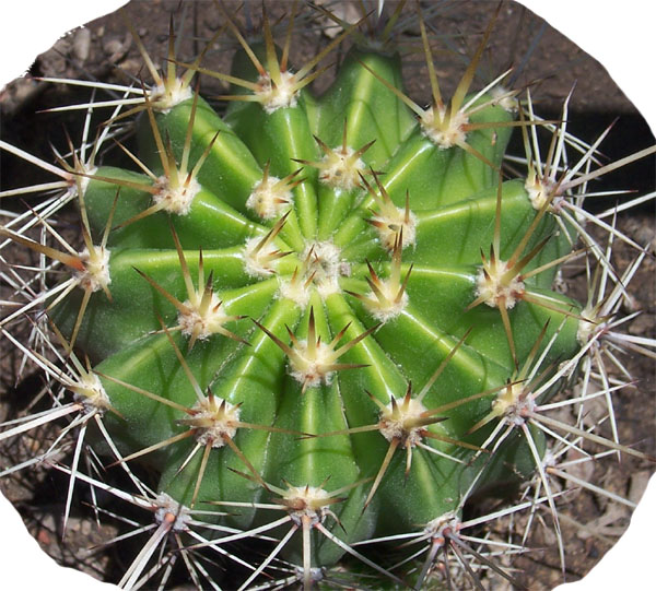 cactus-foro-9.jpg