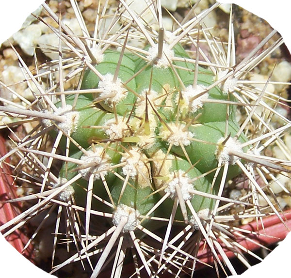 cactus-foro-9a.jpg