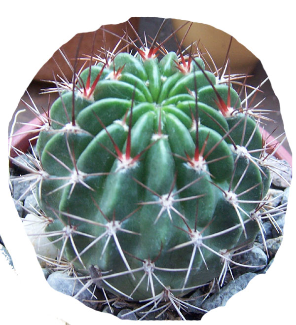 cactus-foro-9b.jpg