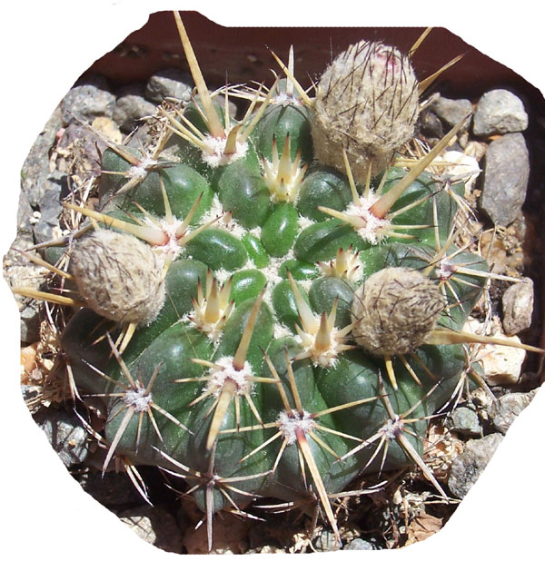 cactus-foro-9d.jpg