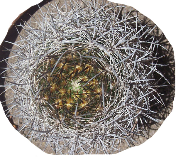 cactus-foro-9f.jpg
