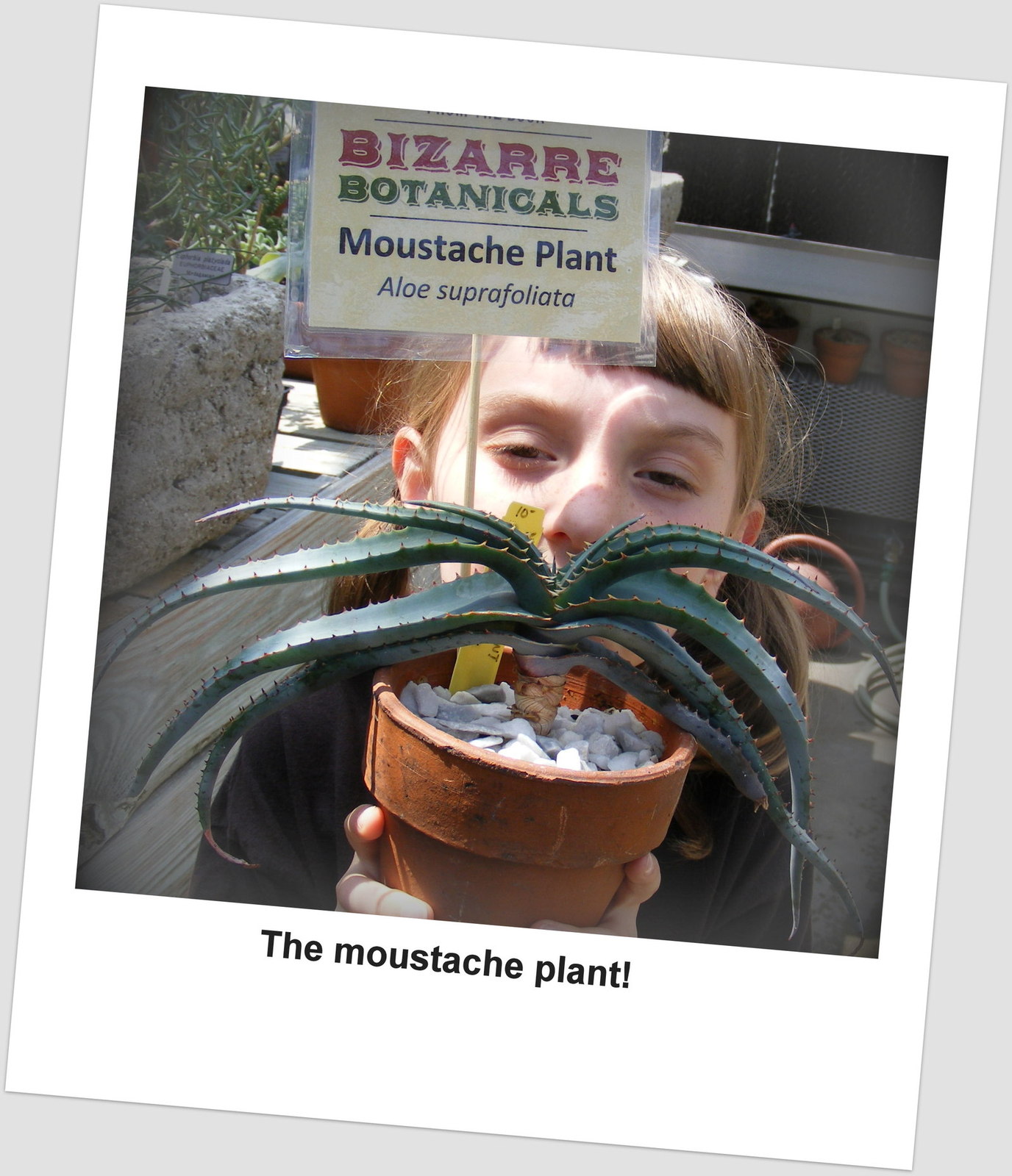cactus-garden-mcmillan-greenhouse-bizarre-mustache-plant.jpg