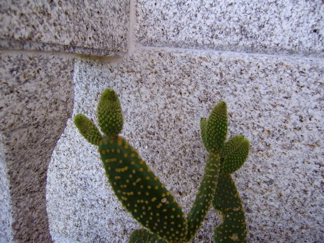Cactus-Hormigas.jpg