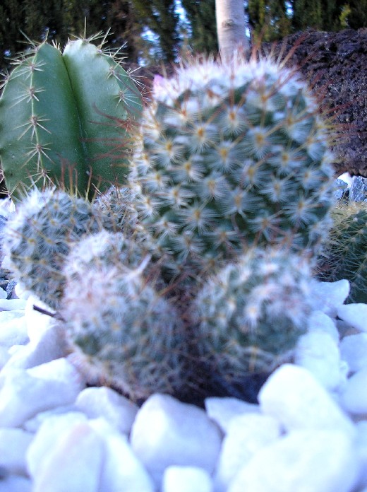cactus infojardin003.jpg