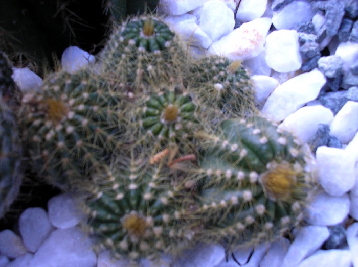 cactus infojardin004.jpg