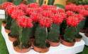 cactus-injertados1.jpg