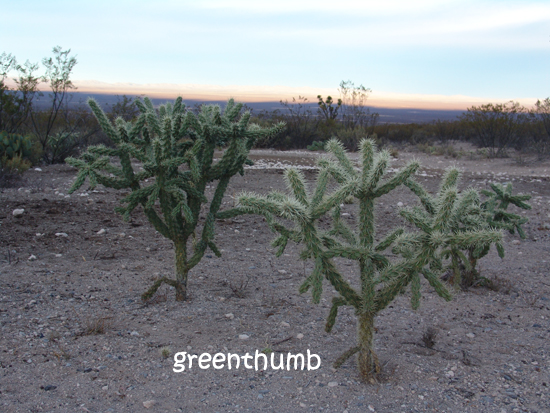 cactus.jpg