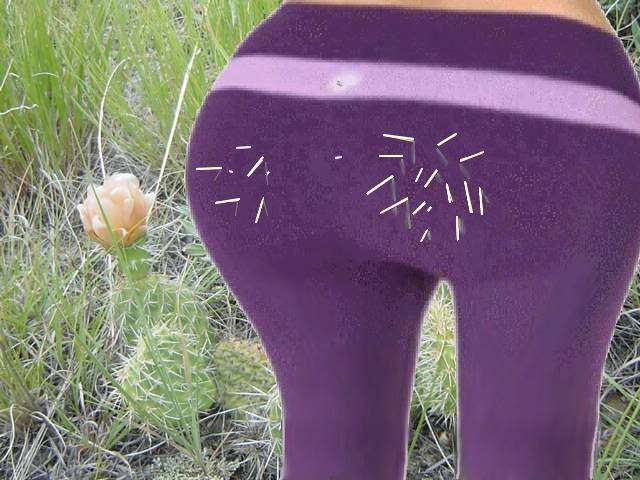 cactus.jpg