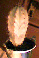 cactus.jpg