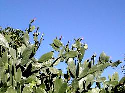 cactus.jpg